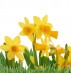 Spring flowers isolated over white background